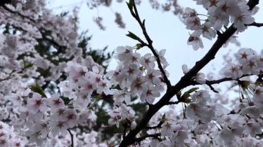 Bahçedeki güzel çiçekler