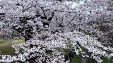 Bahçede güzel bahar çiçekleri