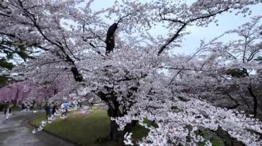 Bahçede güzel bahar çiçekleri