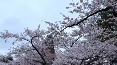 Güzel botanik fotoğrafı, doğal duvar kağıdı.