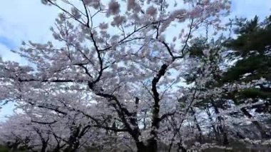 Şehir parkının güzel manzarası