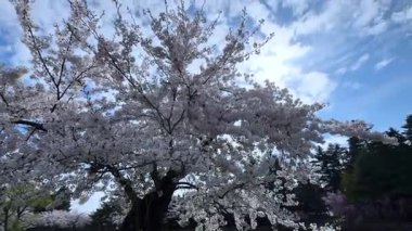 Bahçede güzel bahar çiçekleri