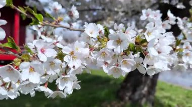 Bahçede güzel bahar çiçekleri