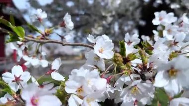 Bahçede güzel bahar çiçekleri