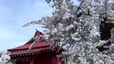 Japonya 'da kiraz çiçeği
