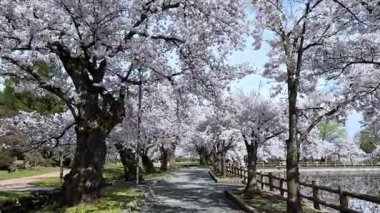 Parkta güzel bahar çiçekleri