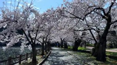 Parkta güzel bahar çiçekleri