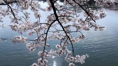 Güzel botanik fotoğrafı, doğal duvar kağıdı.