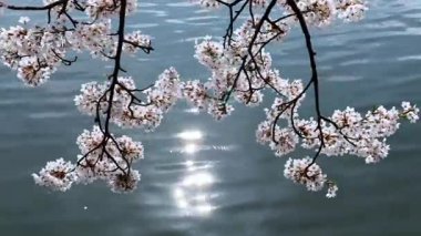 Bahçede güzel bahar çiçekleri