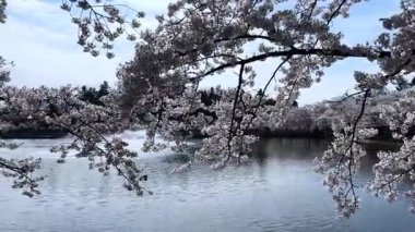 Güzel göl manzarası