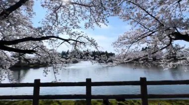 Bahçede güzel bahar çiçekleri