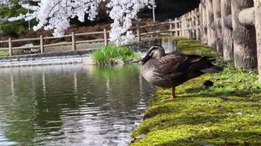 Parktaki güzel bir kuş manzarası.