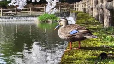 Gölde güzel beyaz bir kuğu