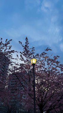 Japonya 'da kiraz çiçeği