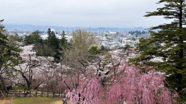 Sakura ile güzel kiraz çiçekleri