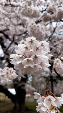Bahçede güzel bahar çiçekleri