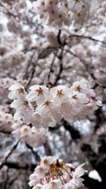 Bahçede güzel bahar çiçekleri
