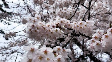 Bahçede güzel bahar çiçekleri