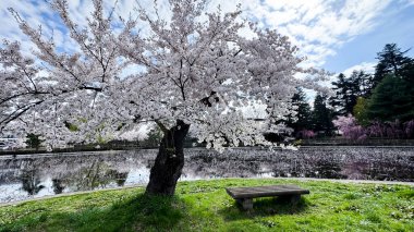 Güzel kiraz çiçekleri, kiraz çiçekleri