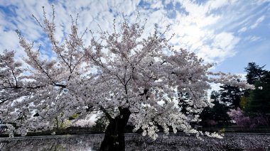 Bahçedeki güzel sakura çiçekleri