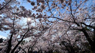 Bahçede güzel bahar çiçekleri