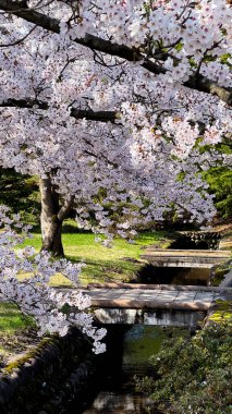 Japon kiraz ağacı çiçekleri