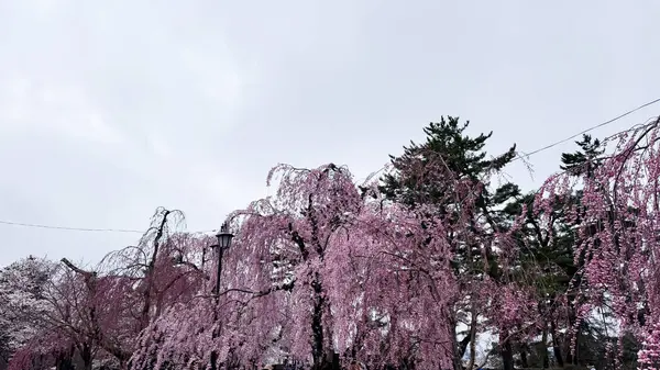 Tokyo, Japonya kiraz çiçekleri