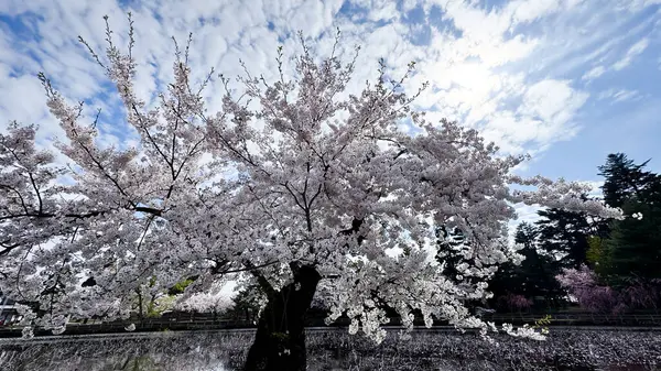 Bahçedeki güzel sakura çiçekleri