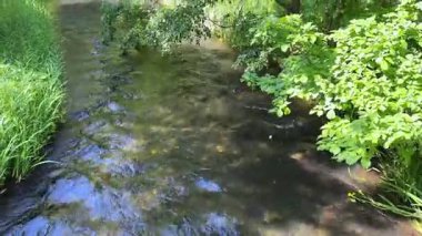 Ormanda güzel bir şelale