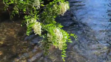 Bahçedeki güzel çiçekler