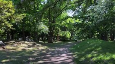 Ormanda bir ağacı olan güzel bir manzara.