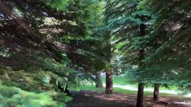 Yazın ağaçlı yeşil orman