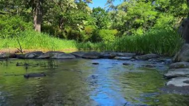 Ormandaki küçük nehir