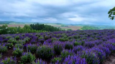 Lavanta çiçekleri ve Fransa tarlaları.