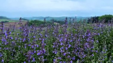 Hokkaido 'da tarla, lavanta çiçekleri