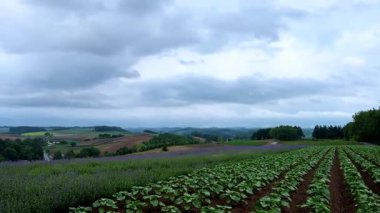 Fransa 'daki lavanta tarlalarının manzarası