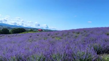 Lavanta tarlası, Provence, Fransa