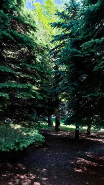 Parkın güzel manzarası