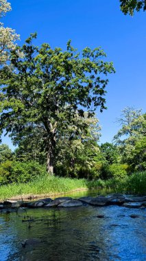Parktaki nehrin güzel manzarası