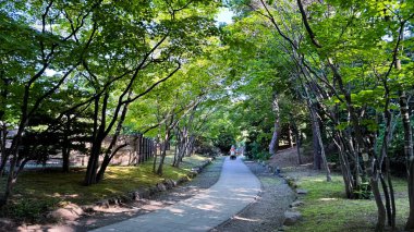 Parktaki yeşil ağaçlar