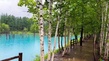 Göl ve ağaçlarla dolu güzel bir manzara