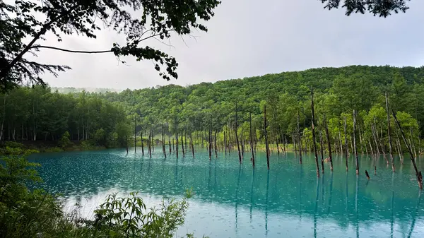 Güzel göl manzarası