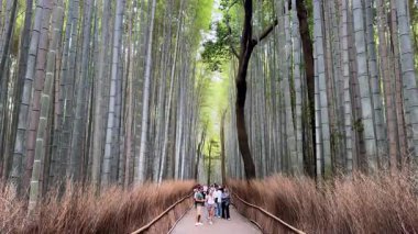 Tahta köprüsü olan bambu ormanının güzel manzarası.