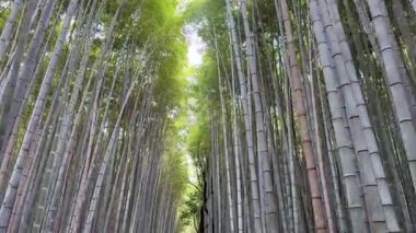 Ormanda bambu koruluğu