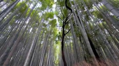 Bir ağaç ve bir bambuyla güzel bir manzara.