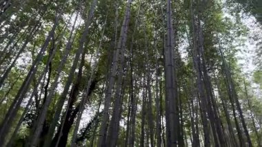 Ormanda yeşil ağaçlar.