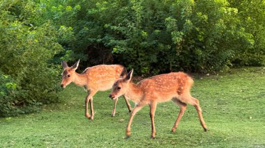 Parktaki Kırmızı Geyik