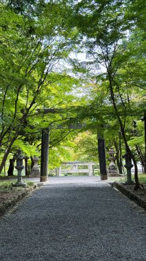 Parkta bir ağaç manzarası