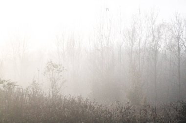 Sabah sis sonbahar manzara