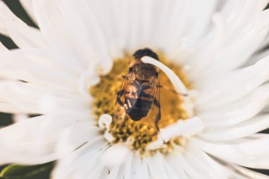 Arı tozlaştıran çiçekler, makro fotoğrafçılık.